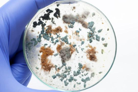 Ensuring Reliable Microbial Cultivation with Trypticase Soy Broth by Baibo Biotechnology: A Preferred Choice for Global Laboratories