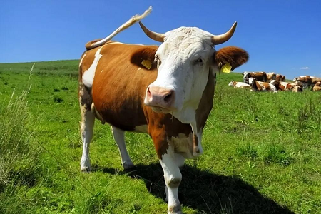 Revolutionizing Bovine Pregnancy Detection: Babio’s Fluorescence Rapid Test Kit