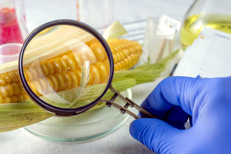 Addressing Zearalenone Contamination in Global Grain Supplies