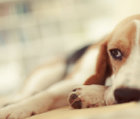 Accurate At-Home Pregnancy Testing for Dogs: Babio’s Canine Relaxin (RLN) Test Kit Offers Fast Results