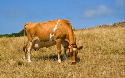Revolutionizing Bovine Pregnancy Detection with BABIO’s Fluorescence Rapid Test Kit