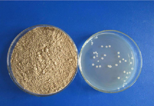 LB Medium (Lennox) Granule by BABIO: High-Quality Culture Media for E. coli Research