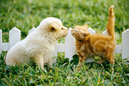 Launches Reliable Toxoplasma gondii Antigen (TOXO Ag) Test Kit for Pet Health