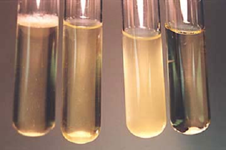 Babio Launches High-Performance Brain Heart Infusion Broth for Global Microbiology Labs