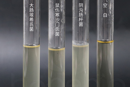 Babio Biotechnology Launches High-Performance Brain Heart Infusion Broth for Reliable Microbial Culturing