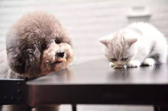 Babio Biotech Launches Advanced Pet Test Kit for Accurate Diagnostics