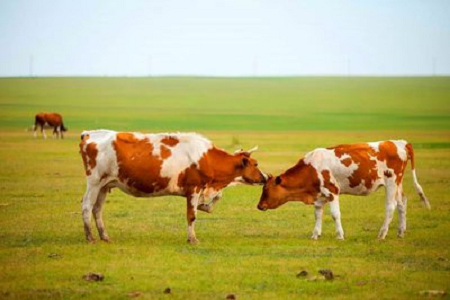BABIO Launches Fast Bovine Pregnancy Rapid Test Kit for Modern Cattle Farming
