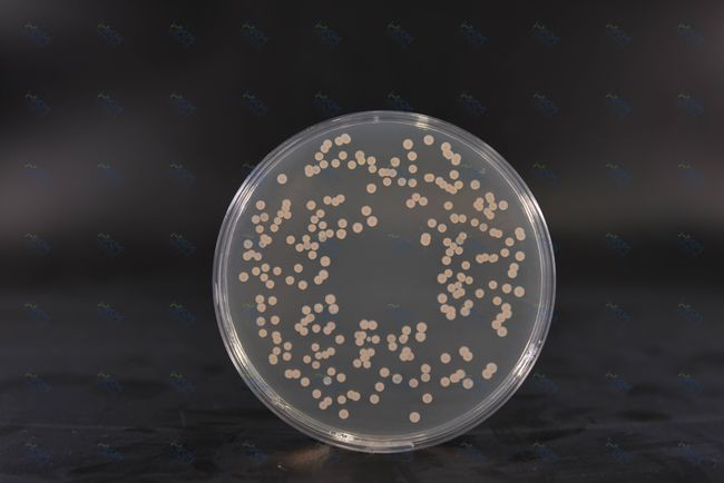 Brain Heart Infusion Agar: Nutrient-Rich Medium for Bacterial Culture