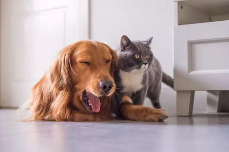 BABIO Pet Rapid Test Kits: Flexible Veterinary Diagnostics for Global Markets